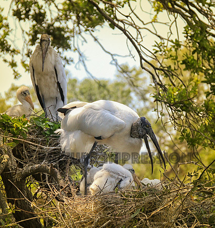 Wood stork, St. Augustine Alligator Farm