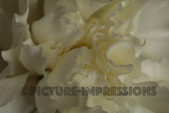 Dianthus