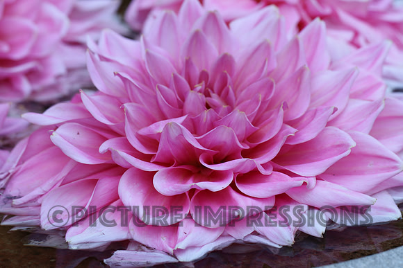 Dahlia