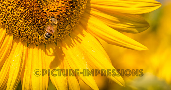 Sunflower and bee