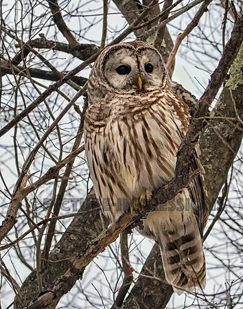 Bard Owl in Plum Island, Newburyport, MA