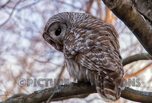 Bard Owl resting in Plum Island, Newburyport, MA