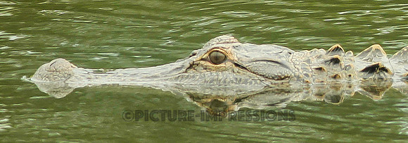 Alligator in Amelia Island Pond, FL