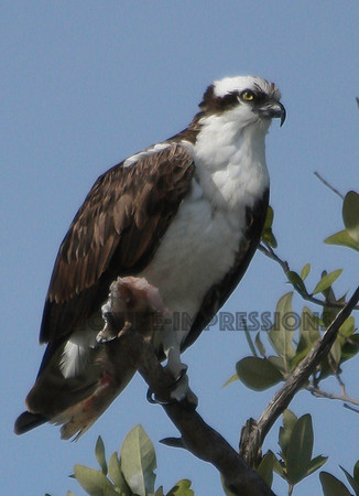 Osprey, Plum Island, Newburyport, MA