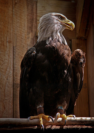 Wounded Warrior Eagle, VT Audobon