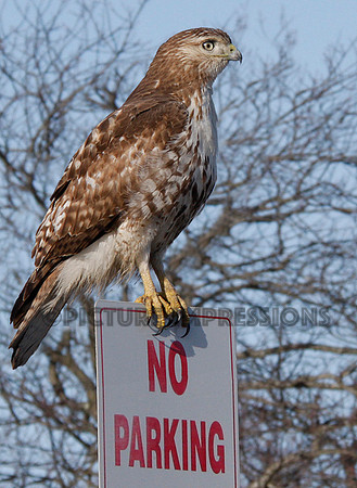 Hawk on sign, Plum Island Newburyport, MA