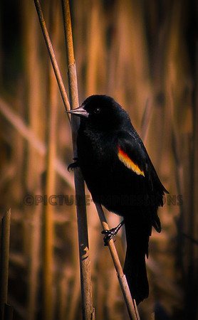 Red-winged black bird at Plum Island, Newburyport, MA