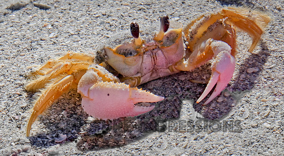 Crab with personality, Captiva, FL
