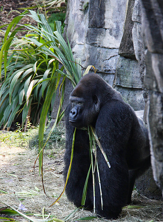 Gorilla with palms, Orlando, FL