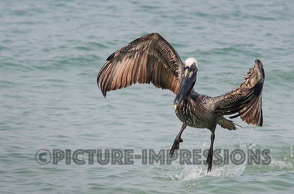 Pelican landing at Captiva, FL