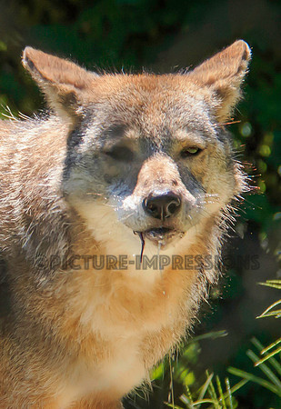 Coyote mouse snack at Stone Zoo