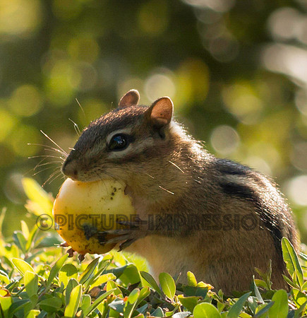 Tiny feasting squirrel