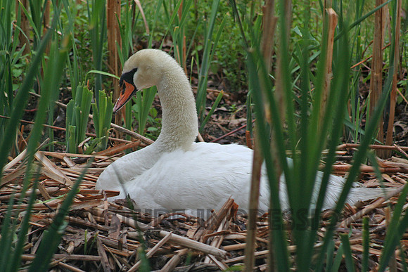 Swan mother in waiting, No Andover, MA