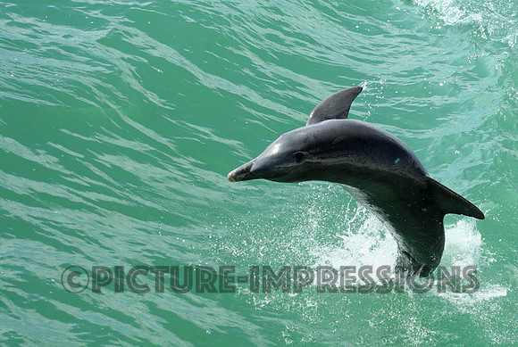 Dolphin ocean performance, Captiva, FL