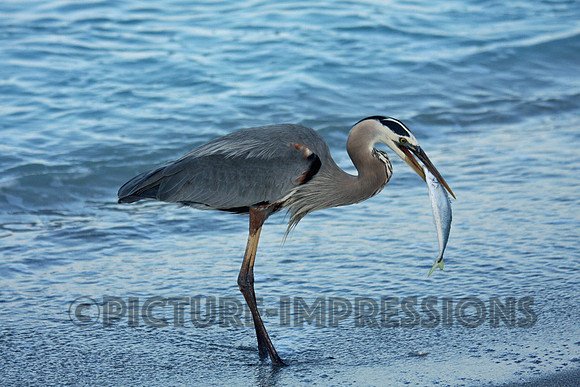 Heron with big snack, Captiva, FL