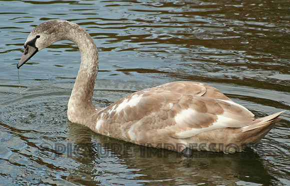 Swan drinking