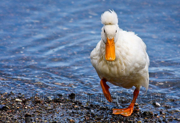 Duck with head band