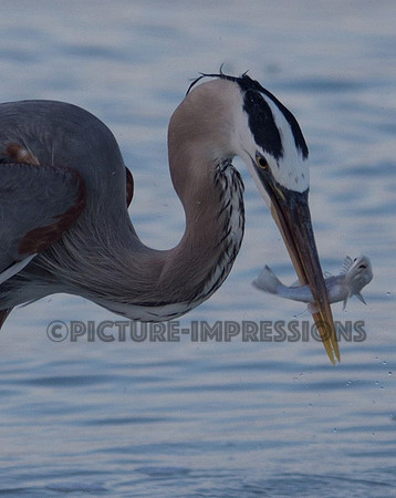 Heron with snack, Captiva, FL