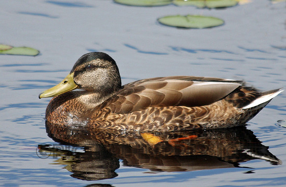 Just Ducky