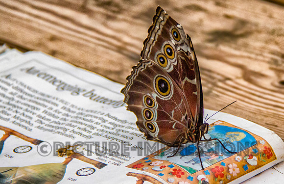 Butterfly York Zoo, York, ME