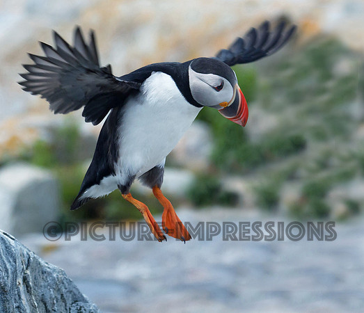 Puffin landing, Seal Island, off coast of Cutler, ME