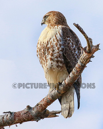Hawk on sign, Plum Island Newburyport, MA