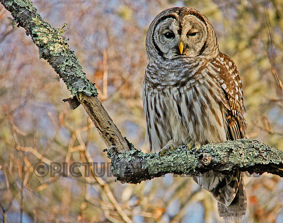Bard owl, Ninigret Park, Charlestown, RI