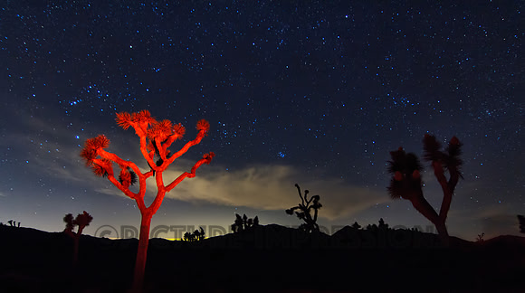 Joshua Tree Natl Park light painting