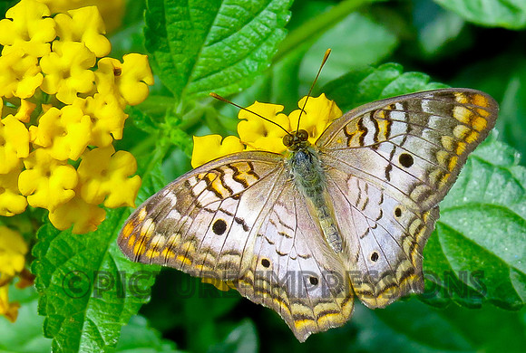 White peacock butterfly