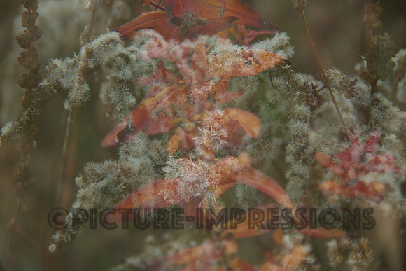Autumn camouflauge