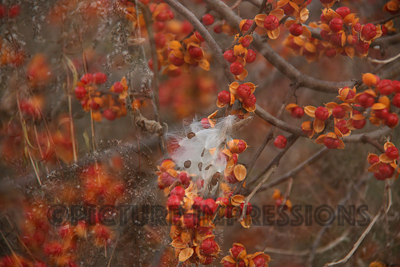 Fall berries