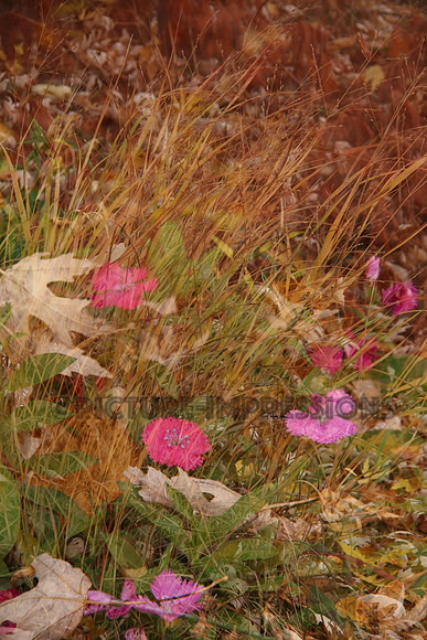 Fall collage