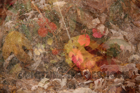 Fall foliage overlay