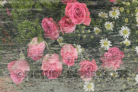 Rose layers