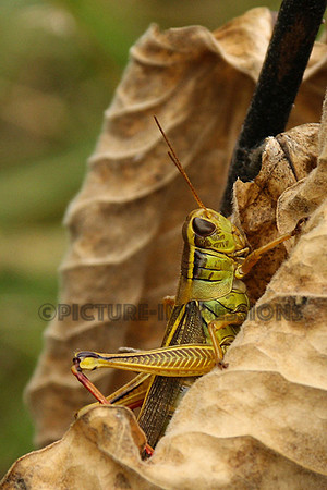 Grasshopper on leaf in fall, Upstate NY