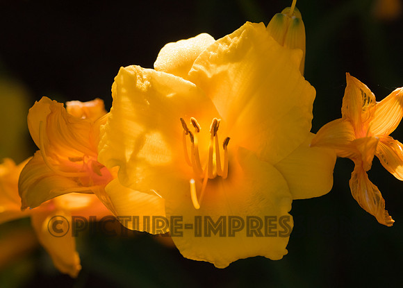 Day Lily in sunlight