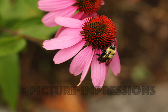 Bumble Bee enjoying pink flower