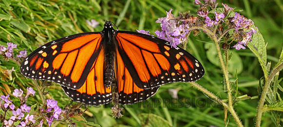 Monarch butterfly