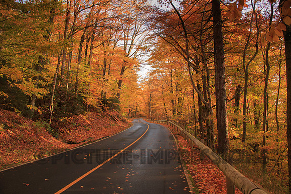 Fall foliage on Mt Greylock