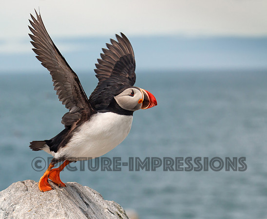 Atlantic Puffin - Seal Island, ME