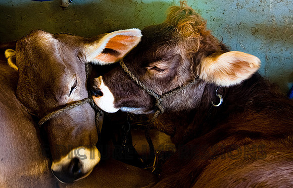 Cuddling cows at Topsfield Fair
