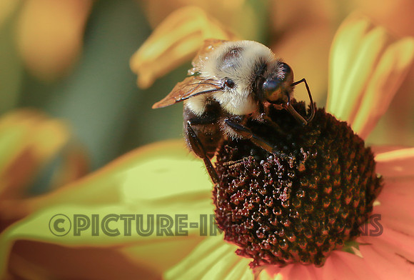 Bumble Bee
