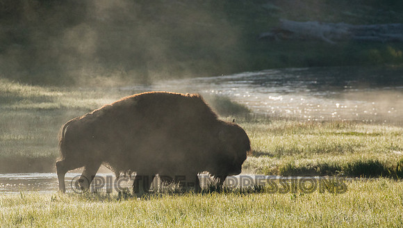 Bison in fog at Yellowstone