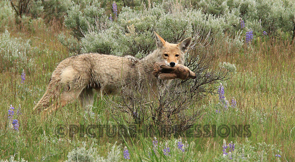 Coyote with fawn head at Yellowstone
