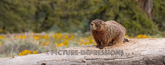 Red-bellied Marmot, Yellowstone