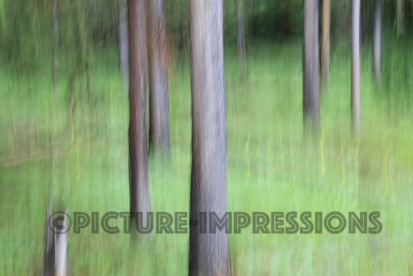 Painted trees