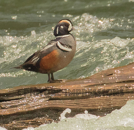 Harlequin Duck awaiting