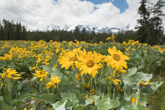 Flower field overlooking Grand Tetons