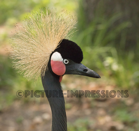 Black crowned crane, St. Augustine Alligator Farm
