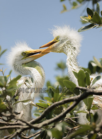 Snowy Egret newbies at Alligator Farm, St. Augustine, FL